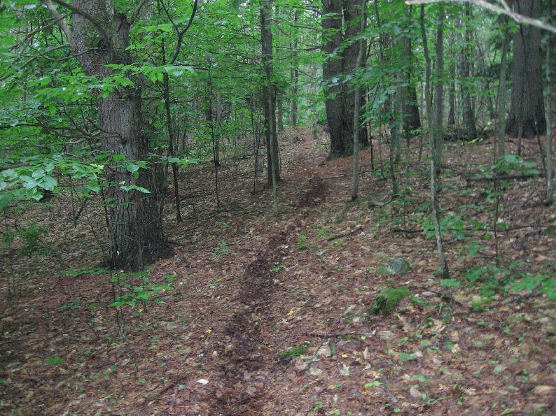 trail.JPG