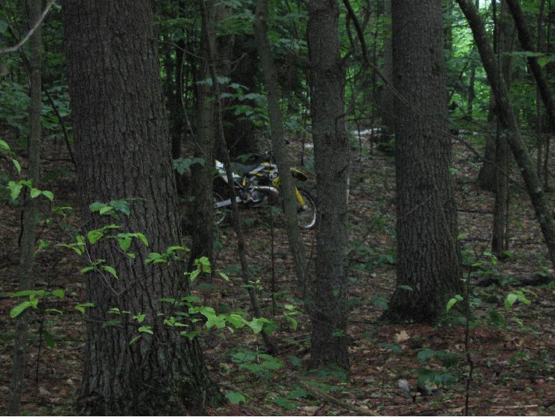 yellowbeastinthewoods.JPG